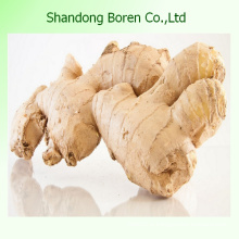 Nourriture Légumes frais Exportation Standard Chinois Fresh Ginger